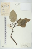 藏品(燈臺樹)的圖片