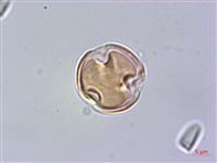 藏品(華南毛柃)的圖片