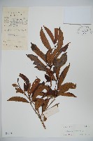 藏品(淡黃莢迷)的圖片