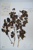 藏品(南方莢迷)的圖片