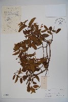 藏品(山銀花)的圖片