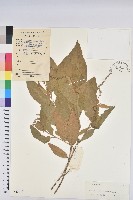 藏品(毛果巴豆)的圖片