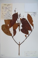 藏品(珊瑚樹)的圖片