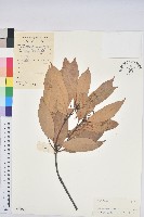 藏品(橿葉柯)的圖片