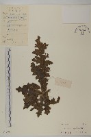 藏品(小薊)的圖片