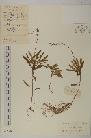 藏品(狹葉兔兒風)的圖片