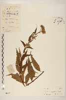 藏品(佩蘭、澤蘭)的圖片