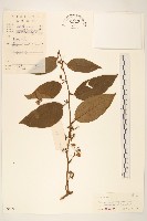 藏品(細脈斑鳩菊、毒根斑鳩菊)的圖片