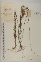 藏品(加拿大蓬)的圖片