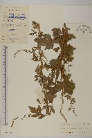 藏品(角菜、珍珠菜)的圖片