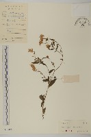 藏品(山白蘭)的圖片