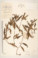 藏品(蟛蜞菊)的圖片