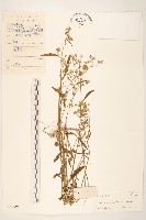 藏品(一枝香)的圖片