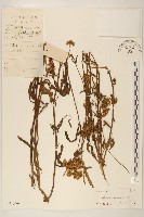 藏品(林氏澤蘭)的圖片