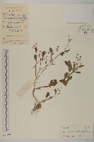 藏品(魚眼菊)的圖片