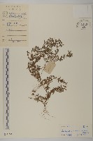 藏品(石胡荽、吐金草)的圖片