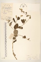 藏品(嶺南野菊)的圖片