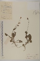 藏品(紫背草)的圖片