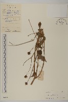 藏品(白花鬼針)的圖片