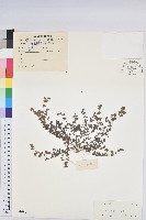 藏品(千根草)的圖片