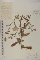 藏品(燈豎朽)的圖片