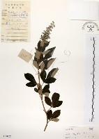 藏品(三葉蔓荊)的圖片