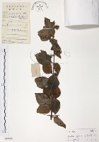 藏品(對面花)的圖片