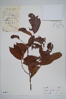 藏品(假鷹爪)的圖片