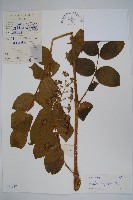 藏品(頭序蔥木)的圖片