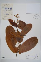 藏品(天堂瓜馥)的圖片