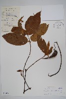 藏品(毛杜仲藤)的圖片