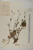 藏品(紫背草)的圖片