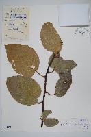 藏品(闊葉獼猴桃)的圖片