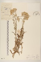 藏品(紅面番)的圖片