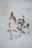 藏品(爵床、六角英)的圖片