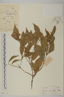 藏品(大丁黃)的圖片