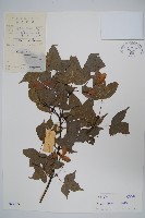 藏品(嶺南槭)的圖片