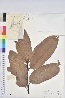 藏品(紅勾栲)的圖片