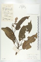 藏品(美脈杜英)的圖片