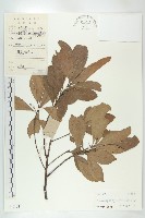 藏品(杜英、山杜英、蘭嶼杜英)的圖片