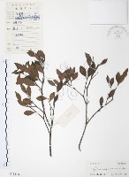 藏品(小葉赤楠)的圖片