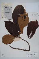 藏品(水東哥)的圖片