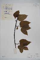 藏品(闊葉獼猴桃)的圖片