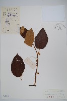 藏品(灰毛獼猴桃)的圖片