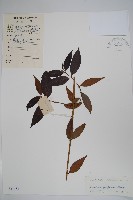 藏品(尖山橙)的圖片