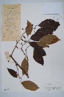 藏品(京梨獼猴桃)的圖片