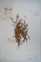 藏品(半邊蓮、鐮磨仔草)的圖片