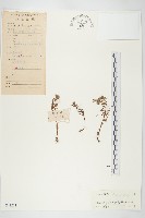 藏品(禾葉景天)的圖片