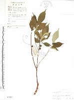 藏品(天仙果、臺灣榕)的圖片