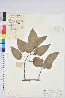 藏品(扛香藤)的圖片